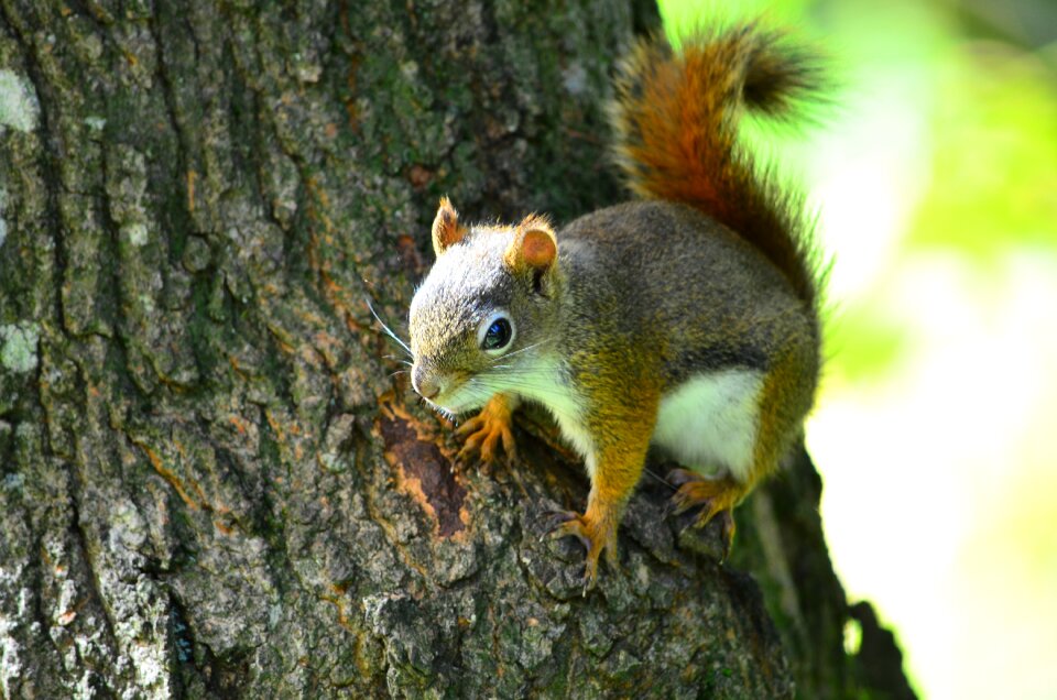 Squirrel trunk tree