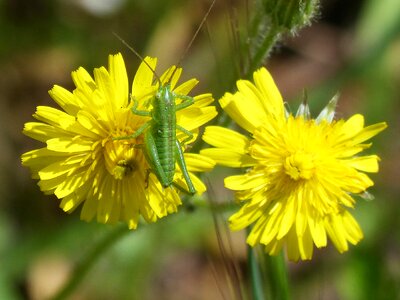 Green grasshopper grasshopper on a flower dandelion photo