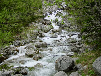 Forest water river photo