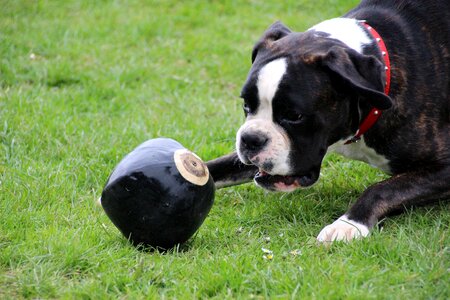 Black and white play ball