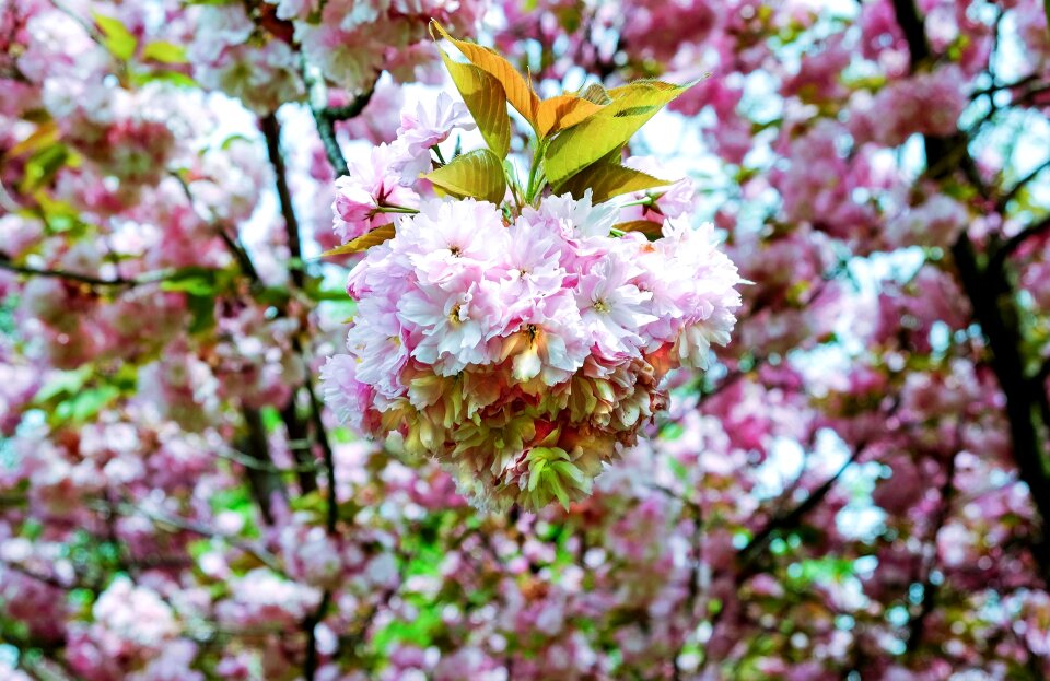 Blossom bloom pink