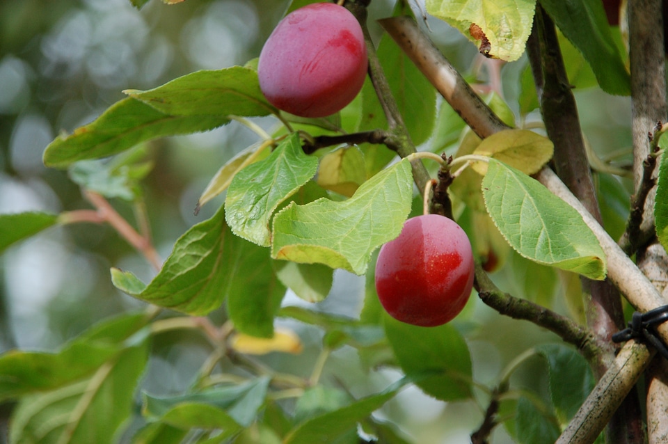 Summer fruit tree