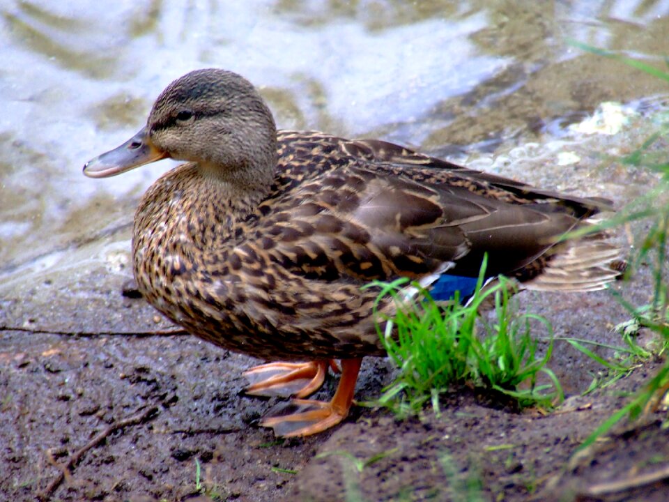 Water bird wildlife