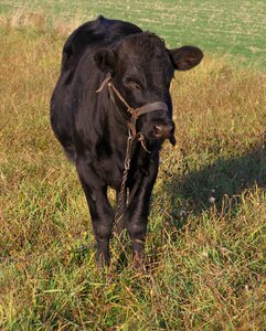 Cow chain tied