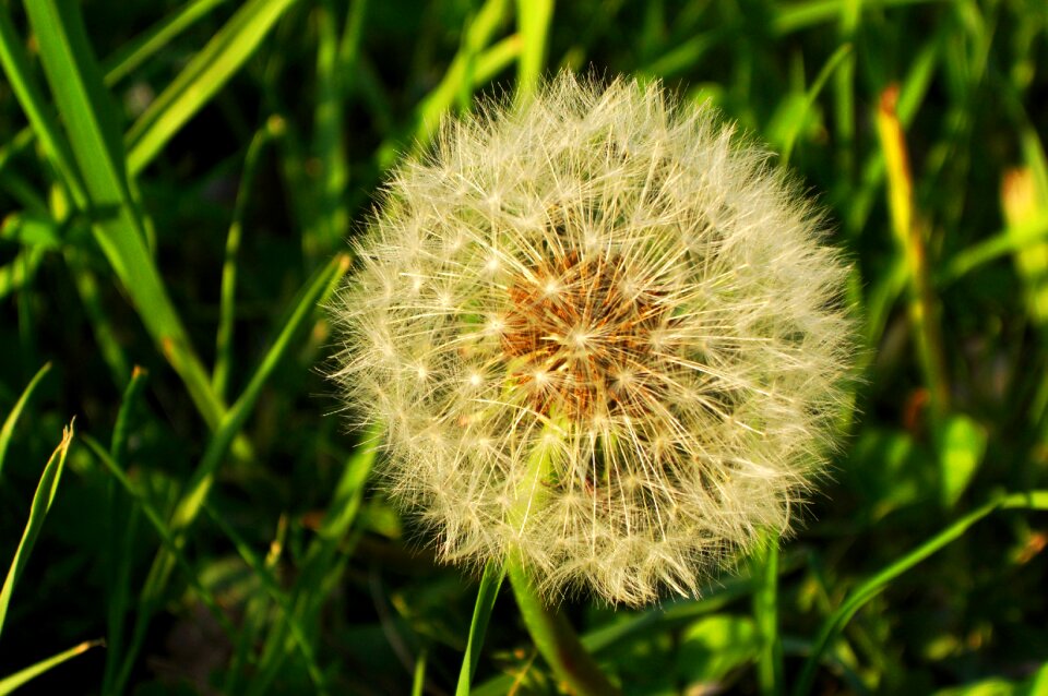 Dandelion nature plant