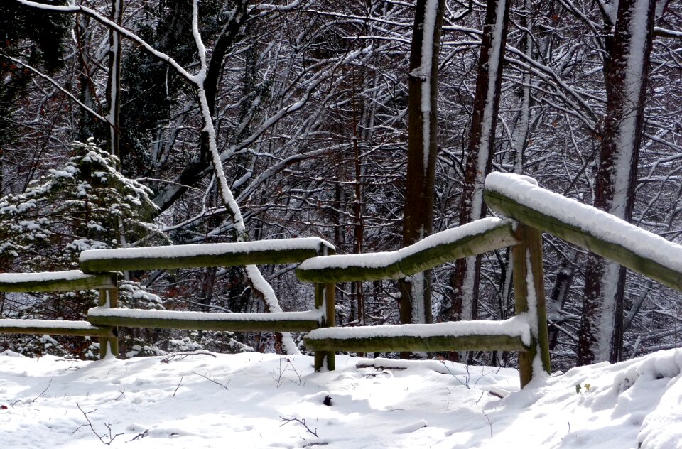 Forest wooded barrier path