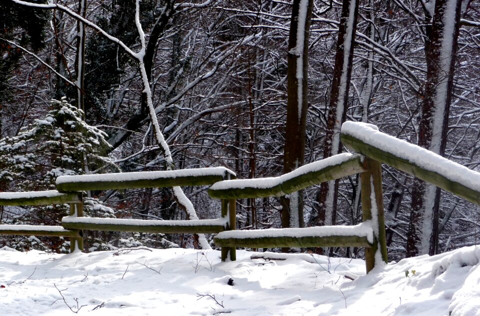 Forest wooded barrier path photo