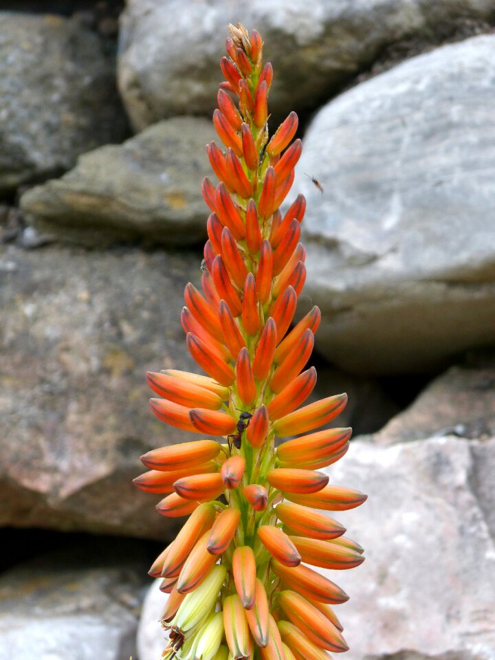 Beauty gross floor succulent