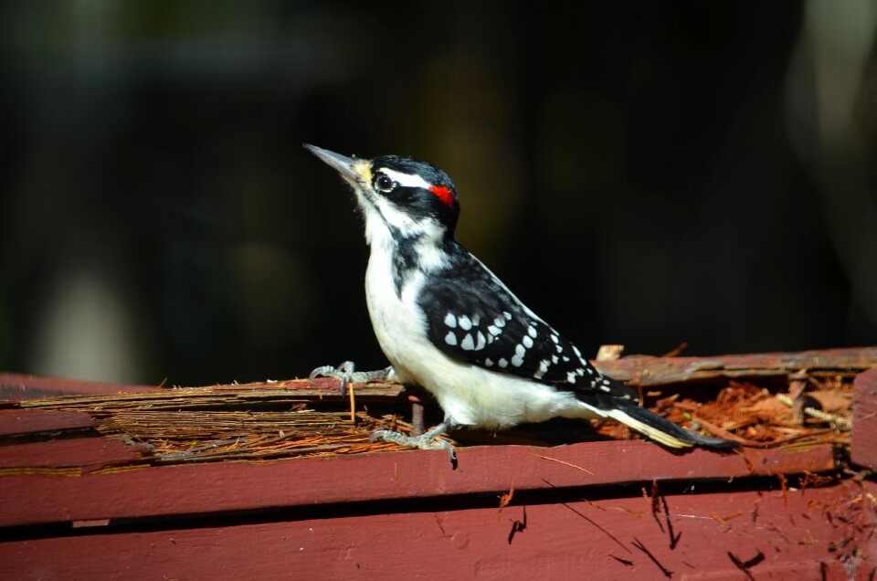 Bird québec ornithology