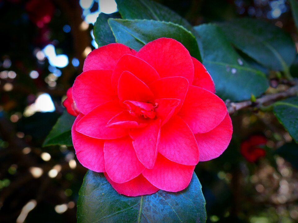 Bloom red plant