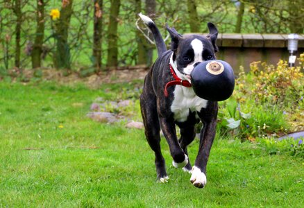 Black and white play ball
