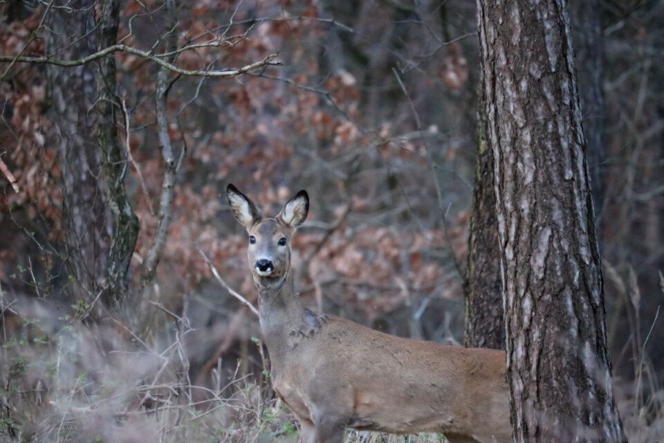 Nature fallow deer mammal