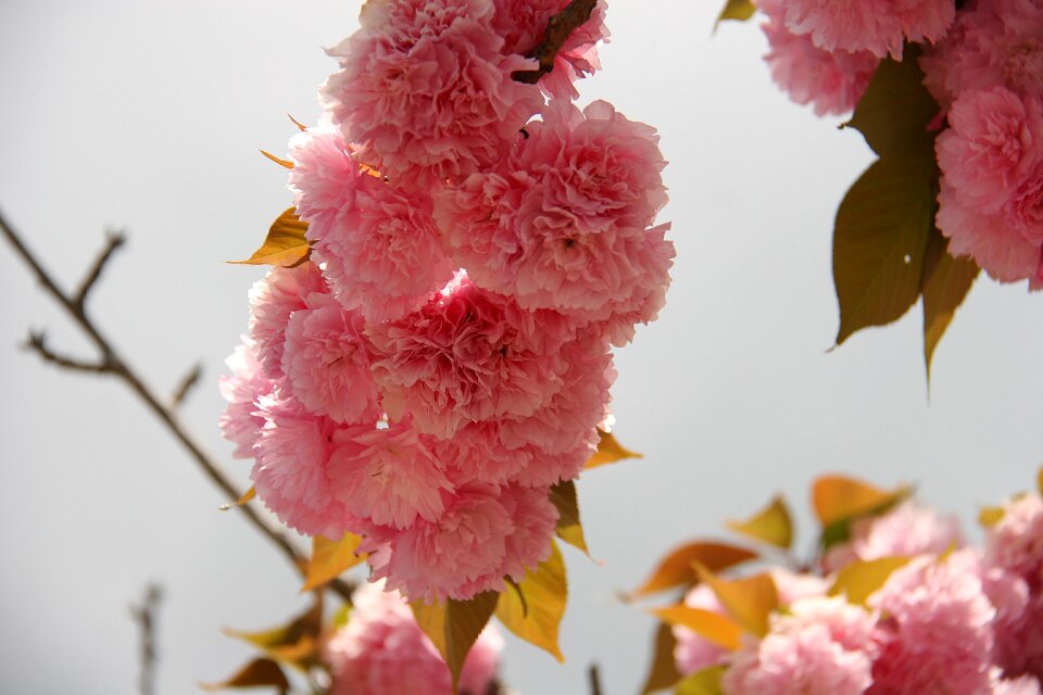 Flowers spring bloom