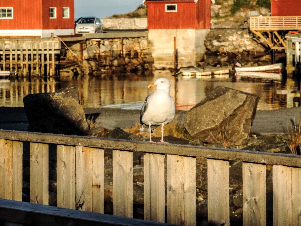 Animal water seabird