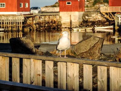 Animal water seabird photo