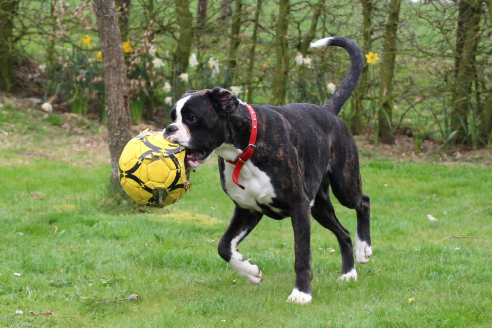 Pet run running with ball