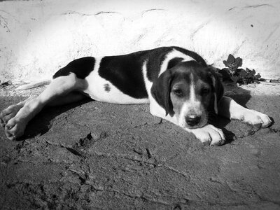 The lone animal cute
