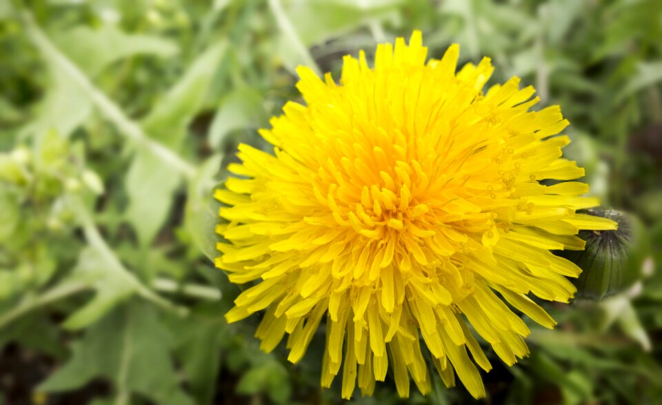 Closeup yellow flower dandelion ordinary
