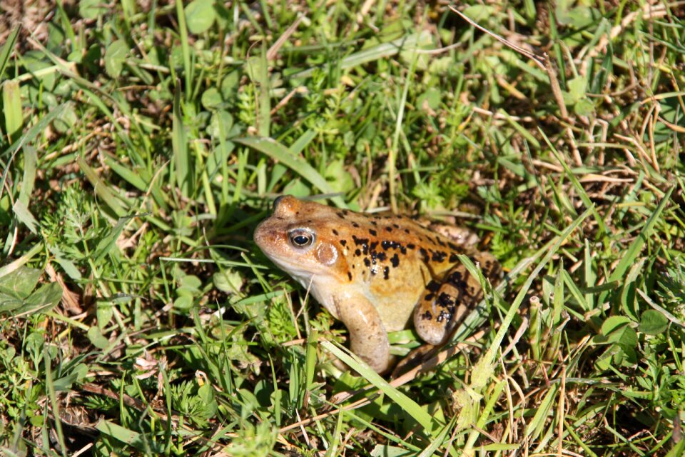 Anuran nature animal