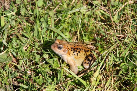 Anuran nature animal photo