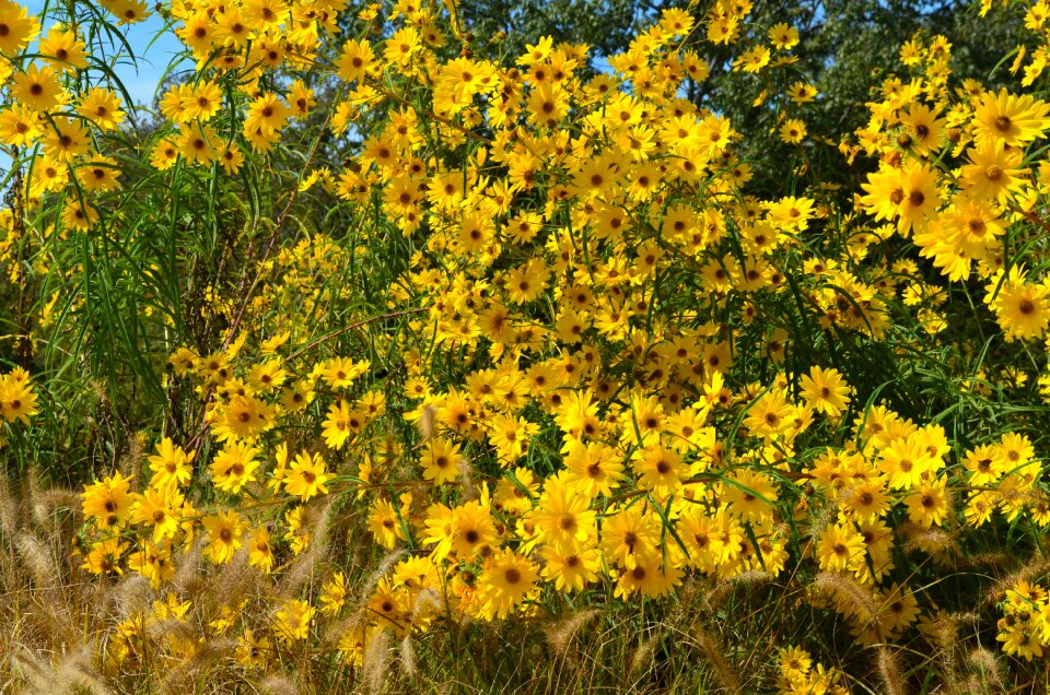 Summer plant beautiful