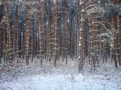 Wintry forests snowy photo