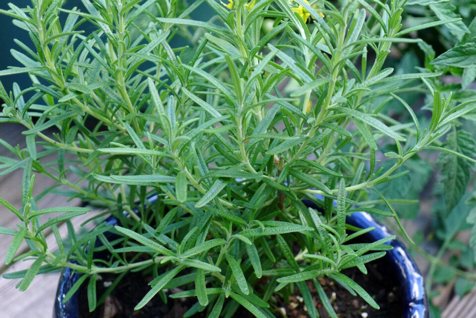 Fresh aromatic gardening