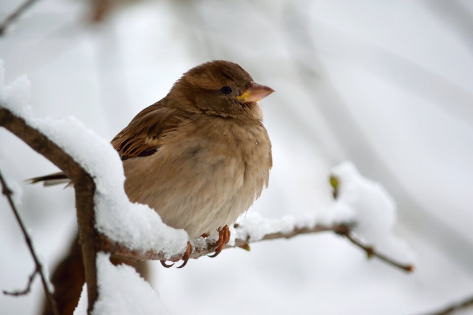 Sparrow snow winter photo
