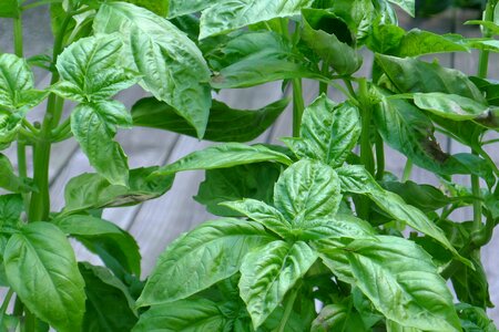 Fresh herbs pesto