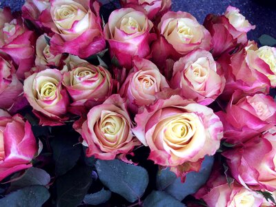 Pink congratulations bouquet of roses photo