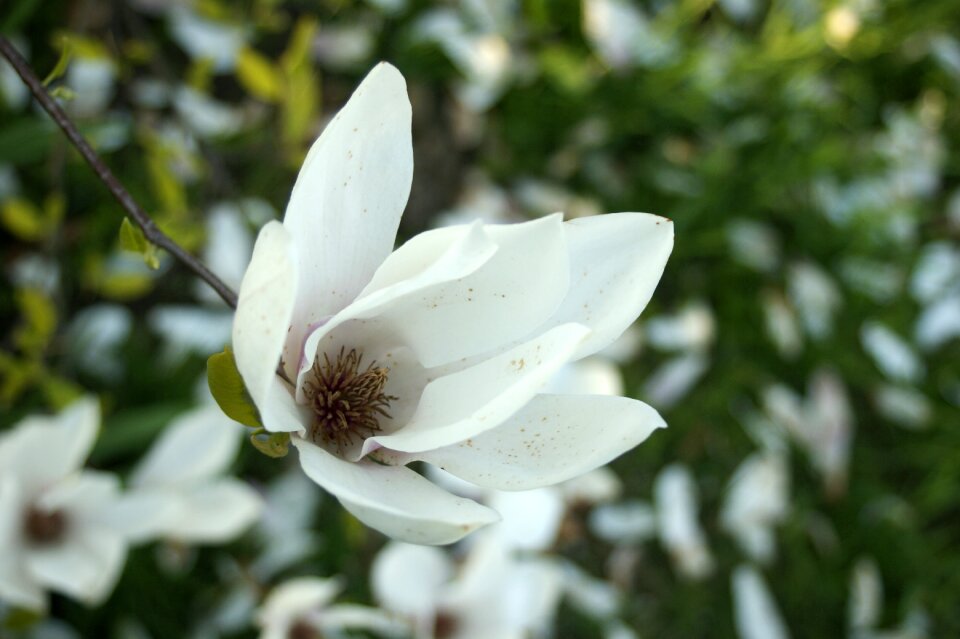 Garden plant tree