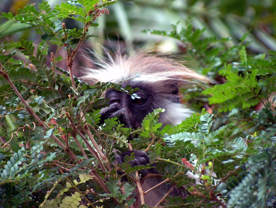 Wild nature wildlife