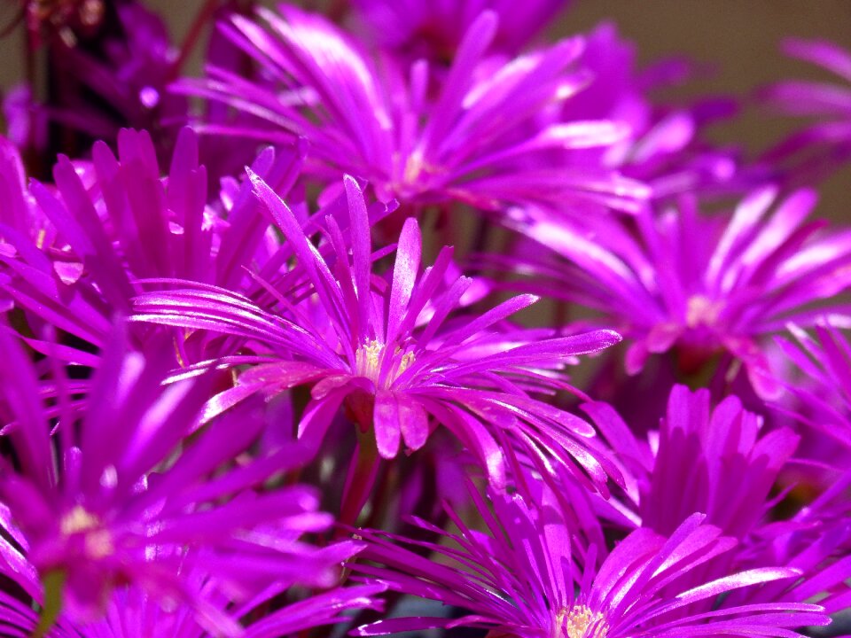Mallow flowers aptenia rocio