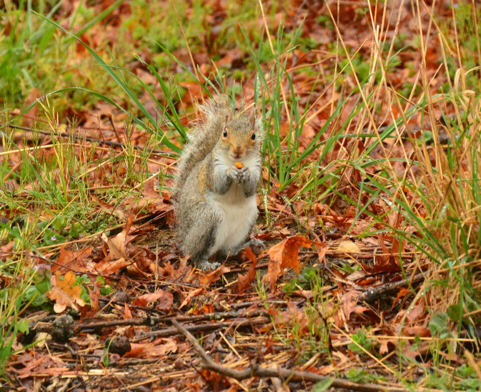 Mammal fluffy tail