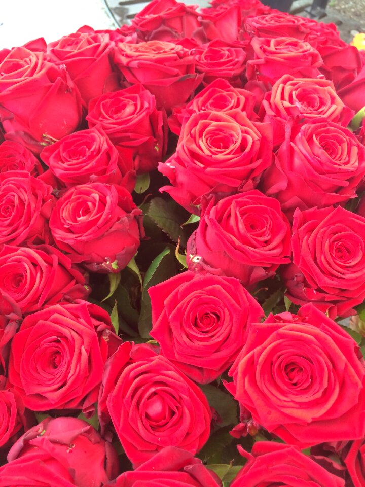 Red romantic red rose