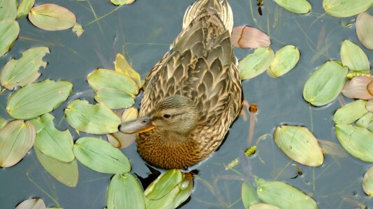 Nature animal water bird photo