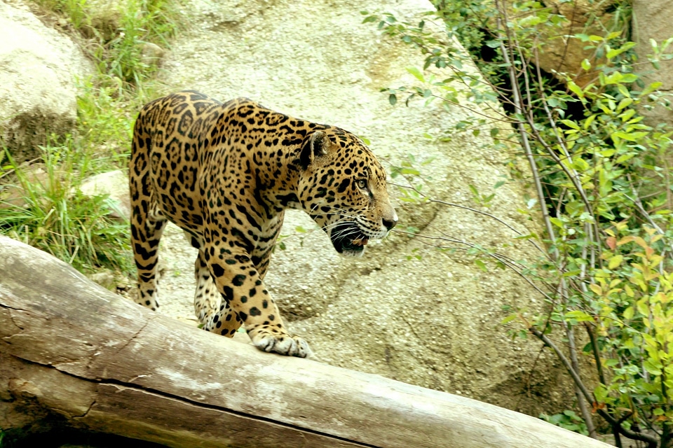 Stalk carnivore hunt