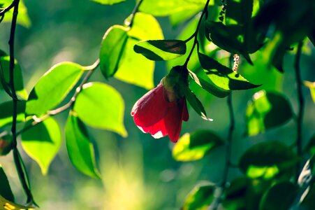 Arboretum plant japan