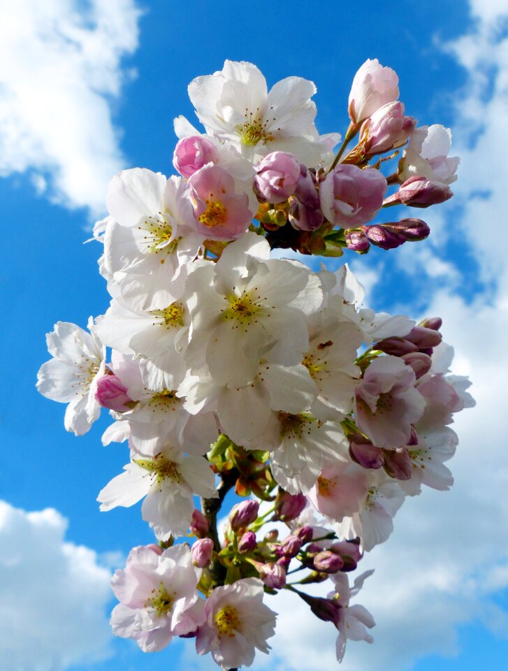 Blossom bloom ornamental cherry