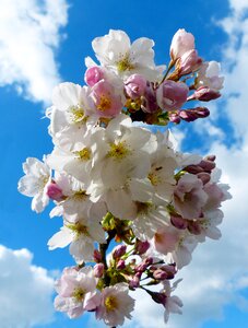 Blossom bloom ornamental cherry photo