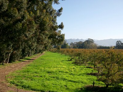 Green scene