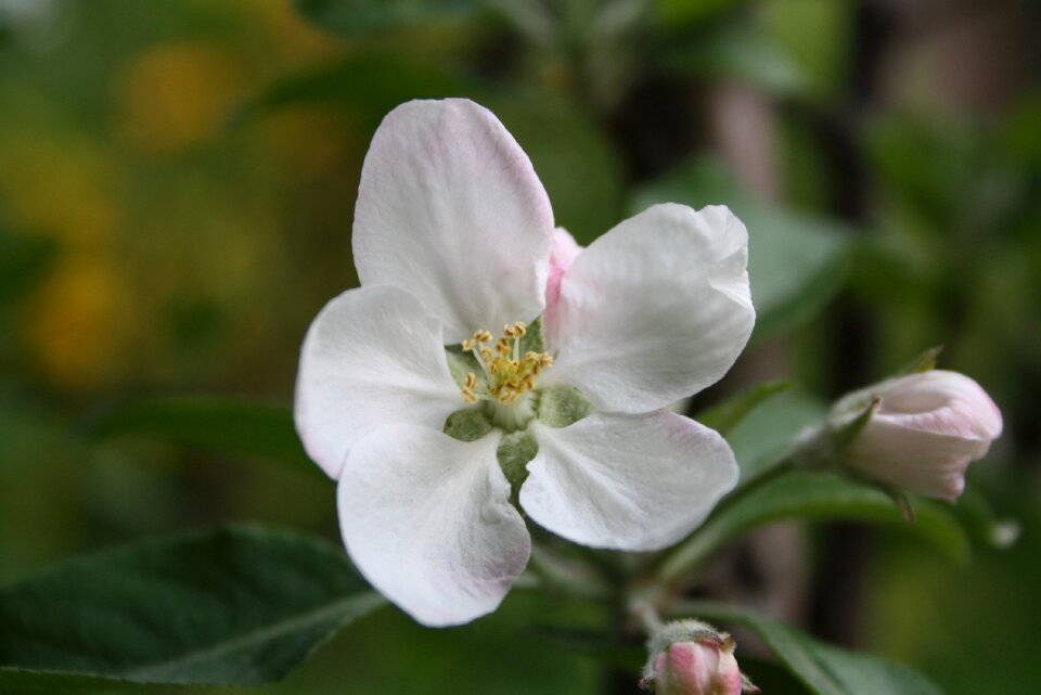 F spring apple blossom