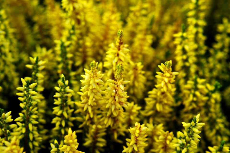 Heide nature heather