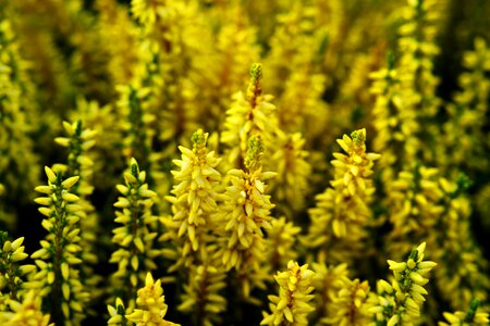 Heide nature heather