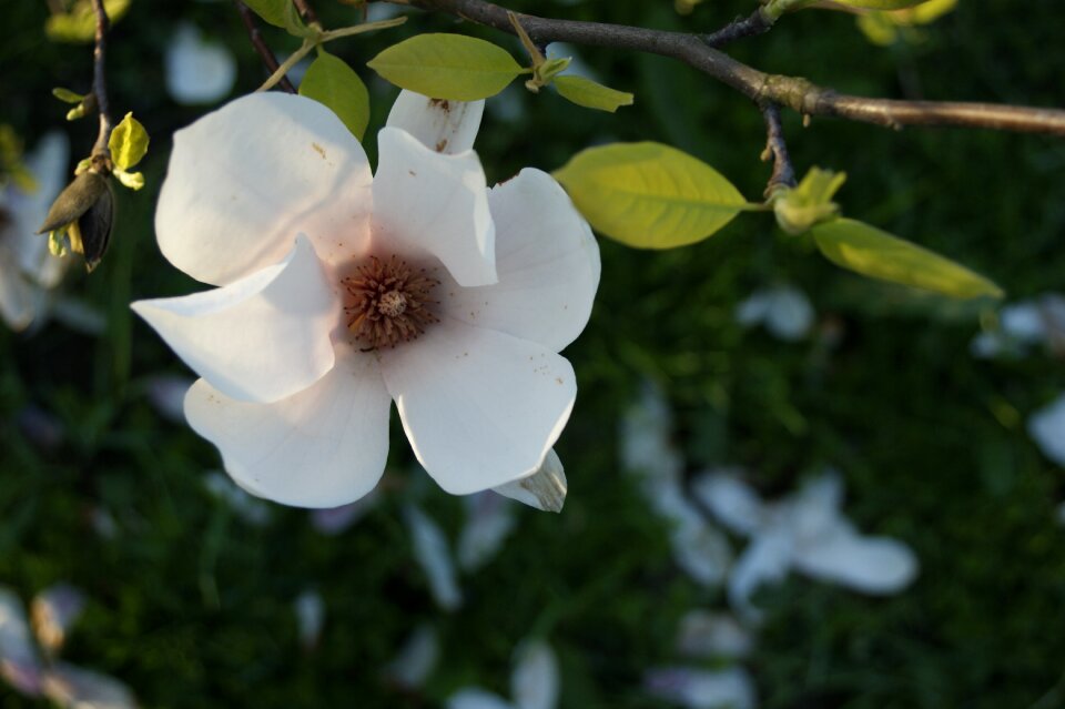Garden plant tree