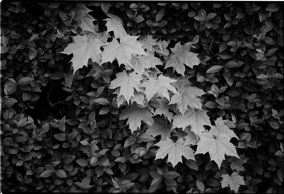 Leaf plant spring