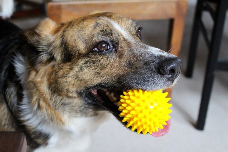 Hybrid playful playing dog