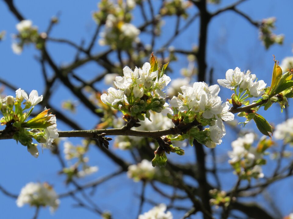 Cherry blossom spring nature