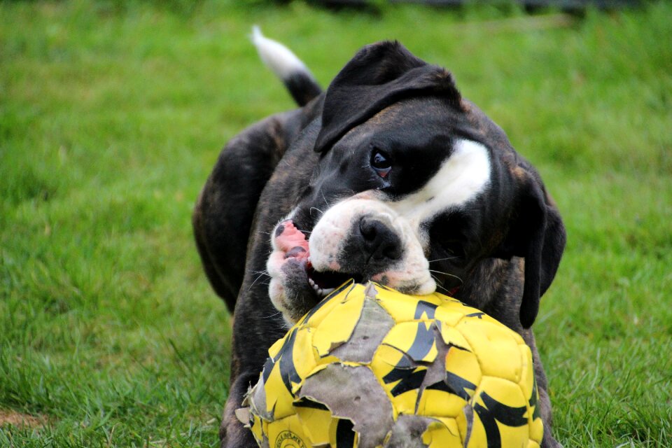 Dog look ball nibble