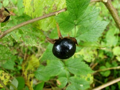 Toxic bush fruit